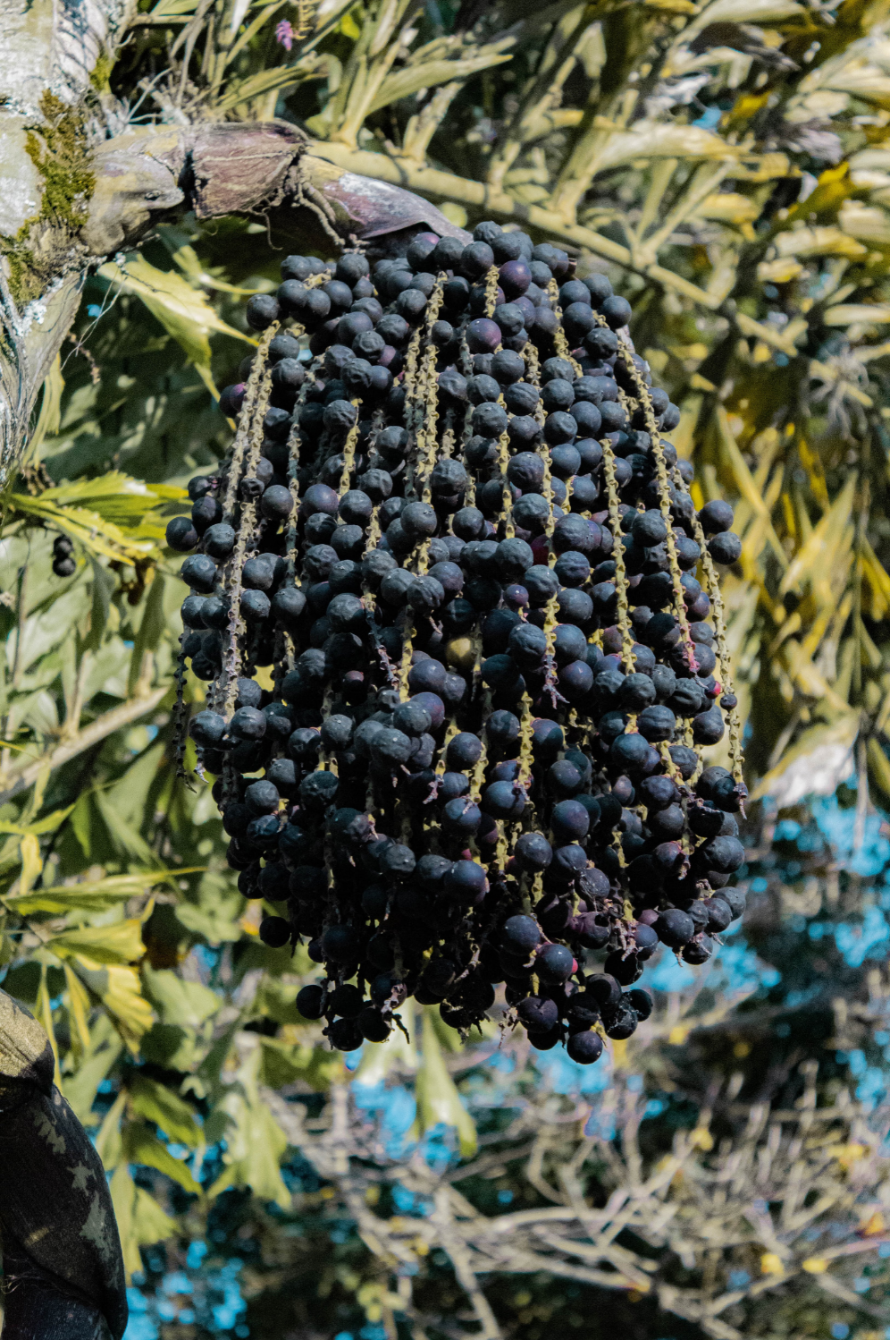 acai